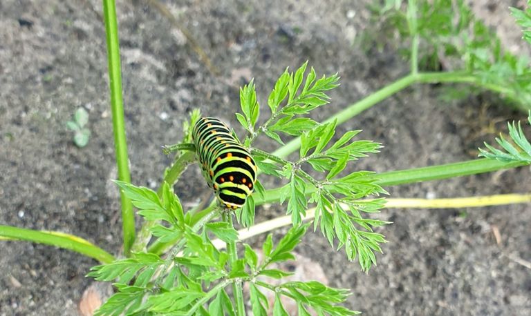 De rups van de koninginnenpage (foto: Tommie Rijkers).