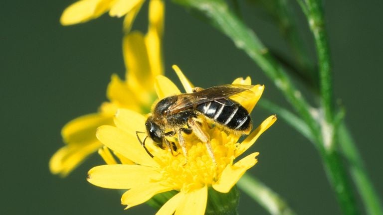 Een mogelijke prooi van de groefbijendoder; een roodpotige groefbij (foto: Saxifraga/Frits Bink). 