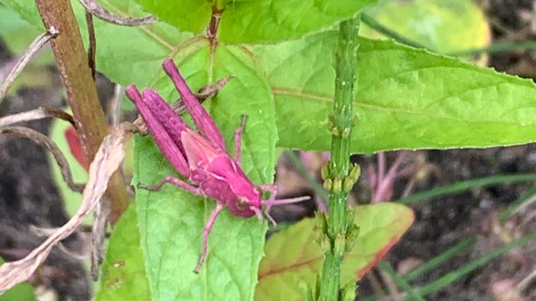 Een roze sprinkhaan (foto: Mirjam Jongmans).