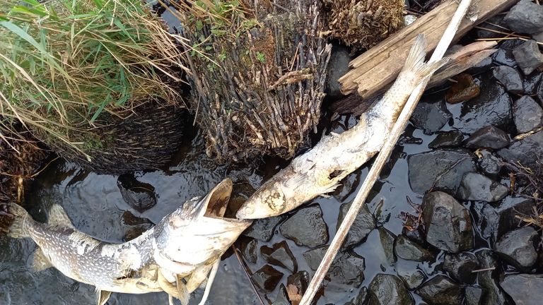 Een snoek (foto: Ludovic Bovee).