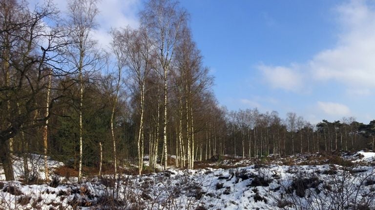 De Staartse Duinen (foto: IVN/Groene Zoom).