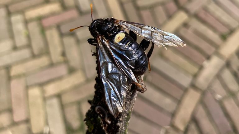 Een berkenknotssprietbladwesp (foto: Jeanine Bouw).