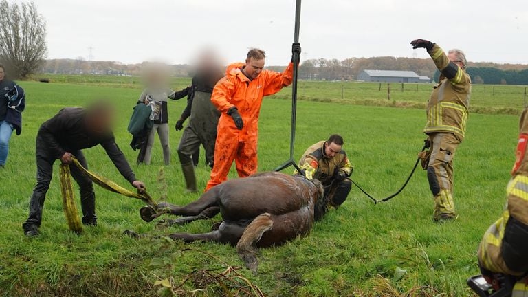 Paard komt terecht in sloot (foto: Jeroen Stuve / Persbureau Heitink)