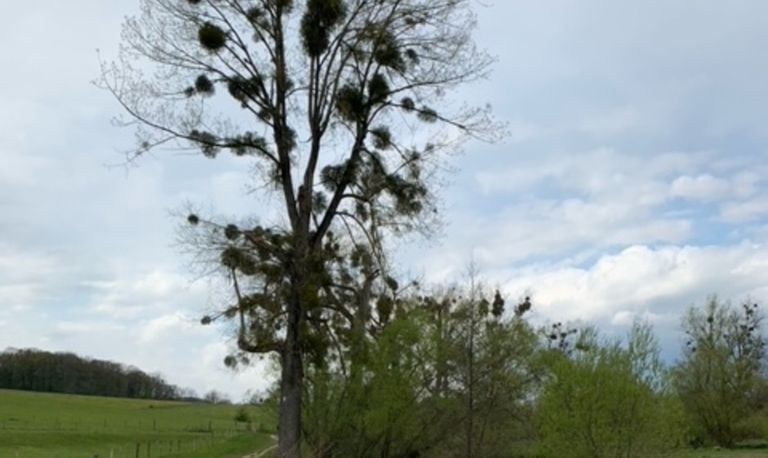 Maretakken in bomen (foto: Merel van Zwienen).