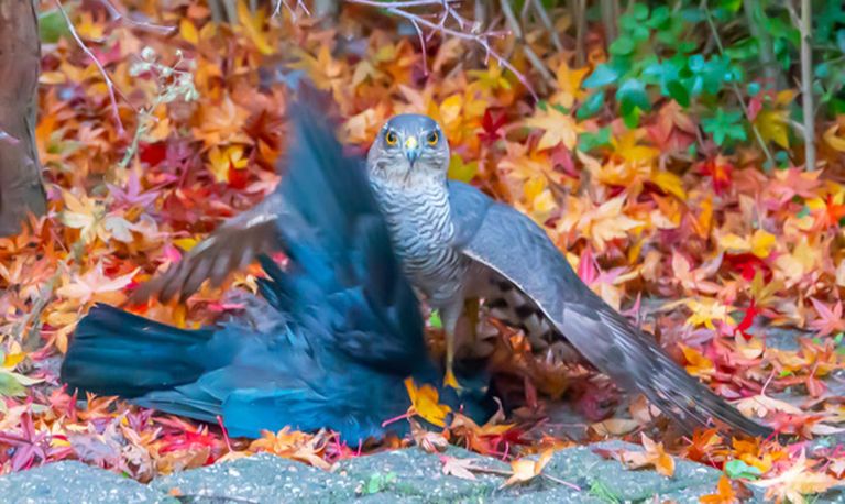 Een sperwervrouwtje met een geslagen kauw (foto: Frans Soree).