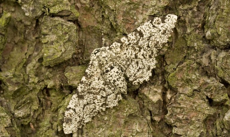 Een peper en zoutvlinder (foto: Saxifraga/Jaap Schelvis).