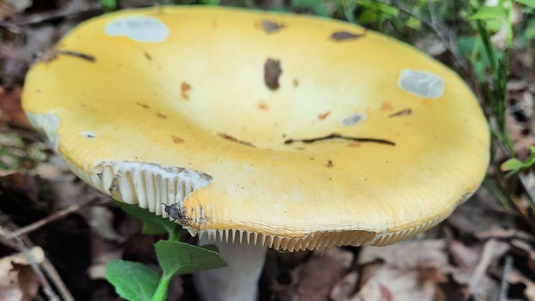 De gele berkenrussula (foto: Toos Vermeulen).