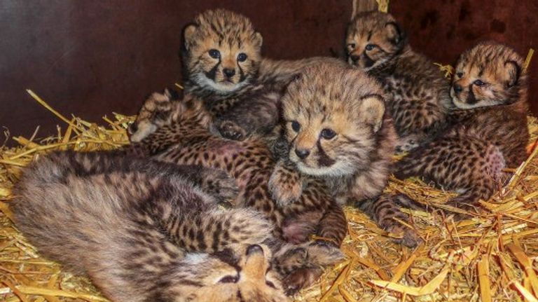 De cheetahwelpjes in safaripark Beekse Bergen foto: Beekse Bergen).