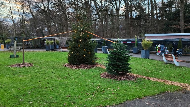 De kerstbomen in betere tijden (foto: Maarten Koolen).