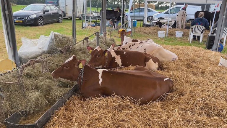 De kalfjes die de ring ingingen (foto: Omroep Brabant).