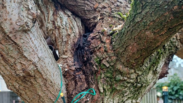 Een 'bloedende' moerbeiboom (foto: Bep Meijer).