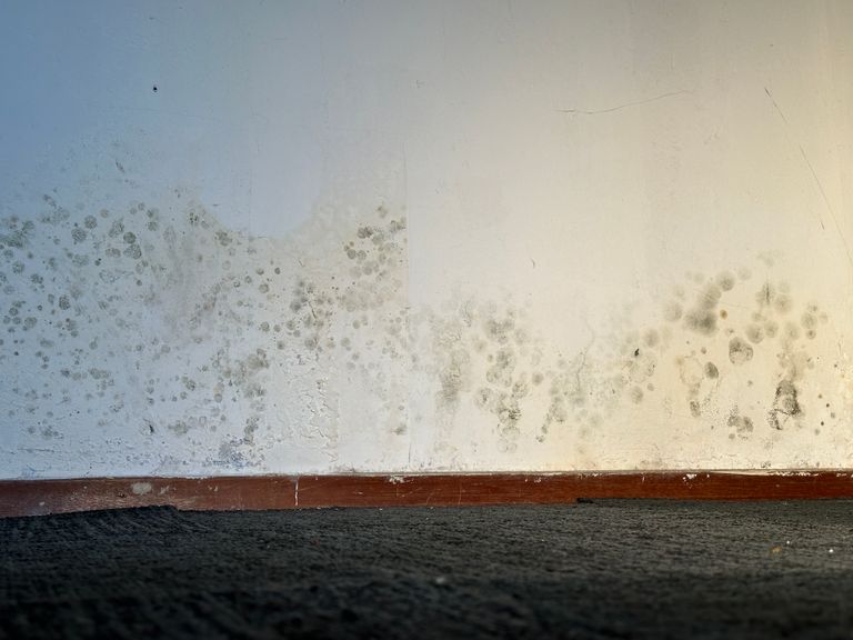 Schimmel op de muren door wateroverlast bij Cathy (foto: Omroep Brabant).