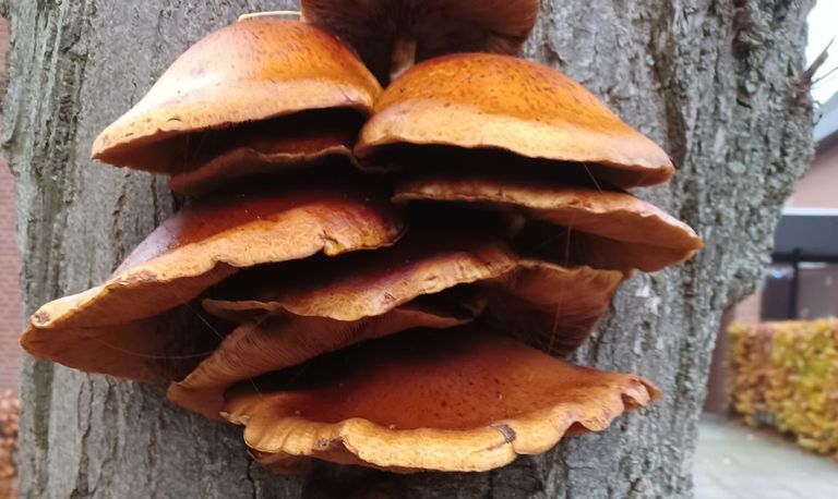 Een mooie, maar voor de boom dodelijke paddenstoel (foto: Ida van der Reijt).