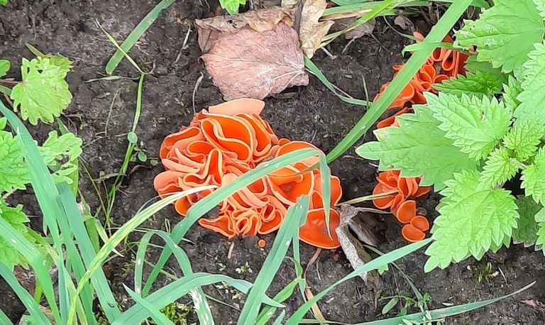 Oranje bekerzwammen (foto: Ronald Krijnen).