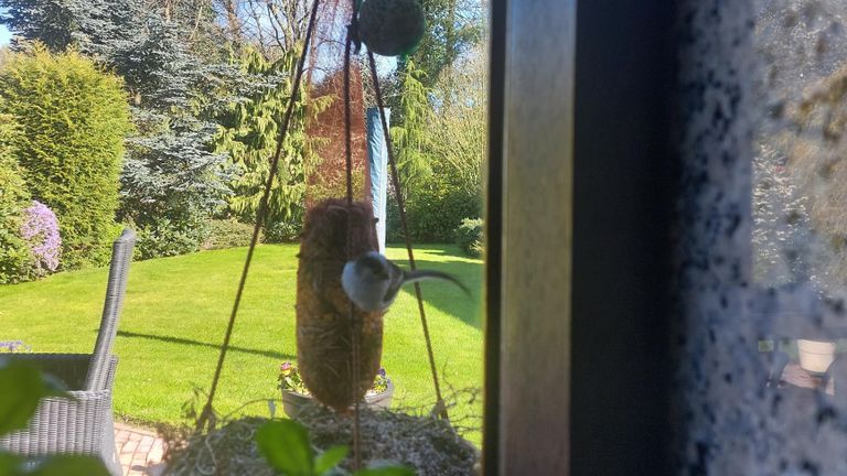 Een koddige staartmees (foto: Bob van Soolingen). 