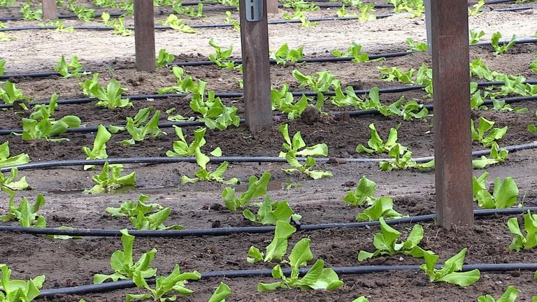 De sla kan je onder de panelen al eerder in het jaar planten.