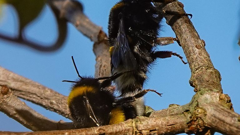 Parende weidehommels (foto: Astrid Logtens).