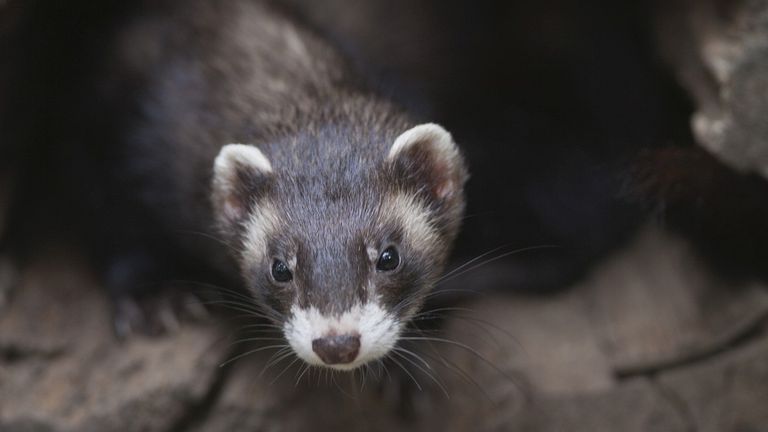 Een bunzing (foto: Saxifraga/Mark Zekhuis).