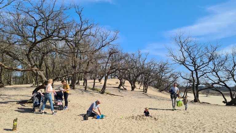 Mensen genieten in de Loonse en Drunense Duinen (foto: Noël van Hooft).