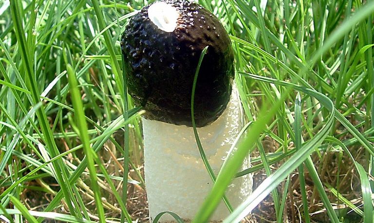 De grote stinkzwam met sporen (foto: Frans Kapteijns).