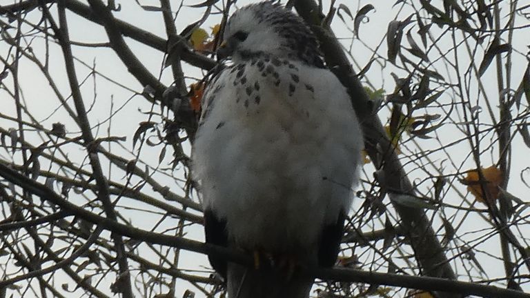 Een witte buizerd (foto: Yvonne Rommelaars).