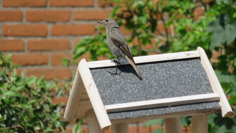 Het vrouwtje van de zwarte roodstaart (foto: Sylvia de Rooij).