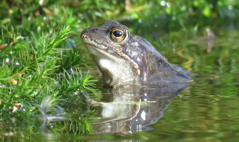 Een heikikker (foto: André van Drunen).