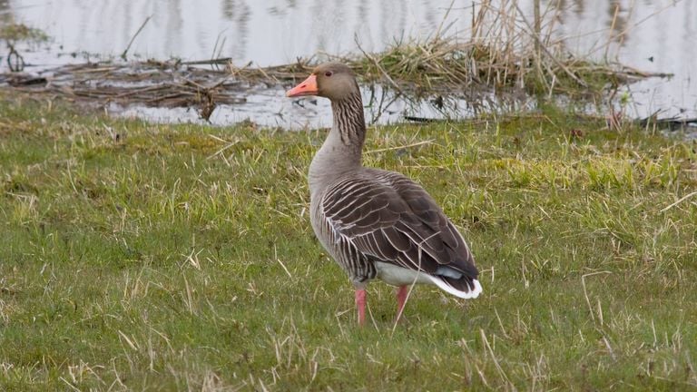 Een grauwe gans (foto: Saxifraga/Jan Nijendijk).