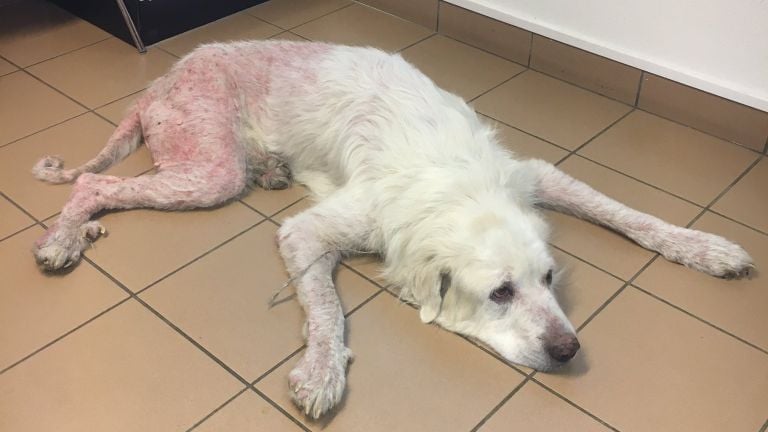 Verwaarloosde hond uit huis in Zundert gehaald (Foto: Landelijke Inspectiedienst Dierenbescherming).