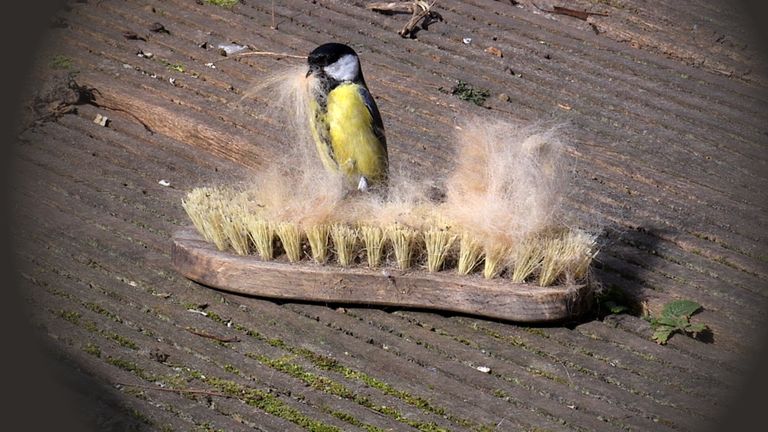 Tip van boswachter Frans Kapteijns: 'borstel je hond eens in de tuin' 