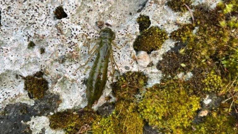 De larve van een echte libellensoort (foto; Stephan Hensen).