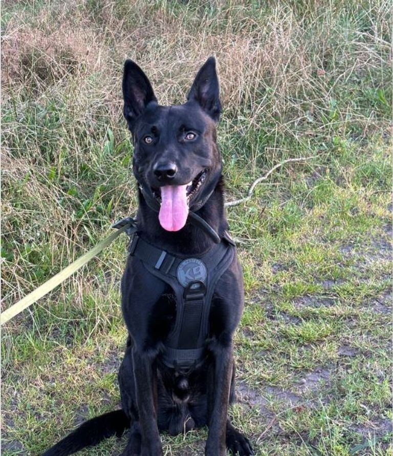 Politiehond Jake kon een van de motorendieven terugvonden (foto: Instagram politiehonden Zeeland-West-Brabant).