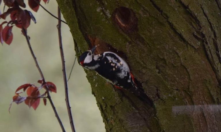 Een grote bonte specht hakt een holte (foto: Rinus Koudijs).