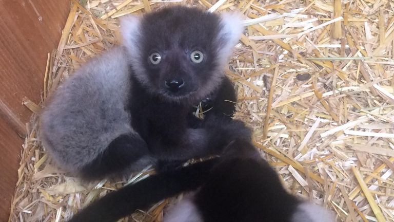 Bonte vari in Zoo Veldhoven (foto: Zoo Veldhoven).