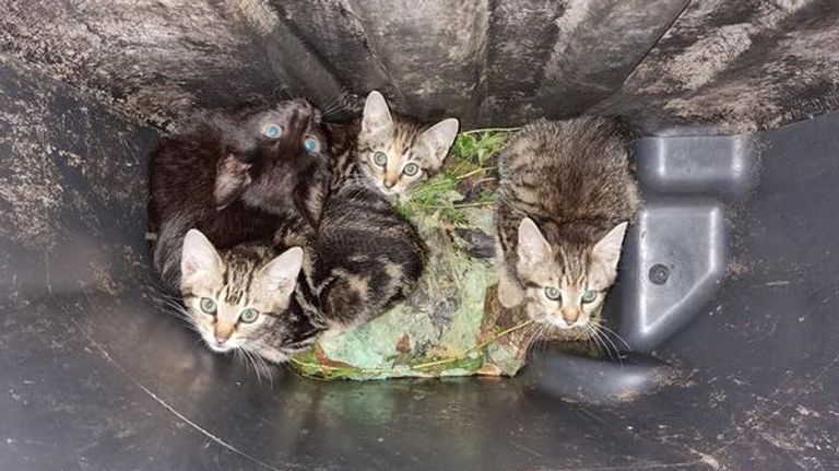 De vier kittens zaten gevangen in de kliko (foto: @dierenambulancebrabantnoord op Facebook).