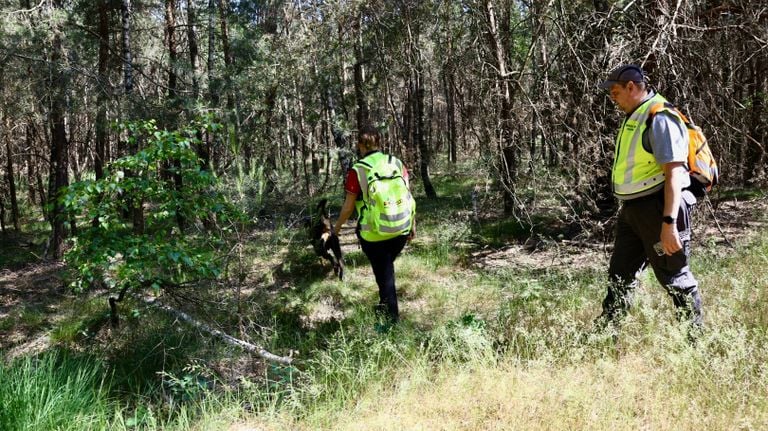 Er werd onder meer naar de vermiste man gezocht in de bossen bij Overloon (foto:: SK-Media).