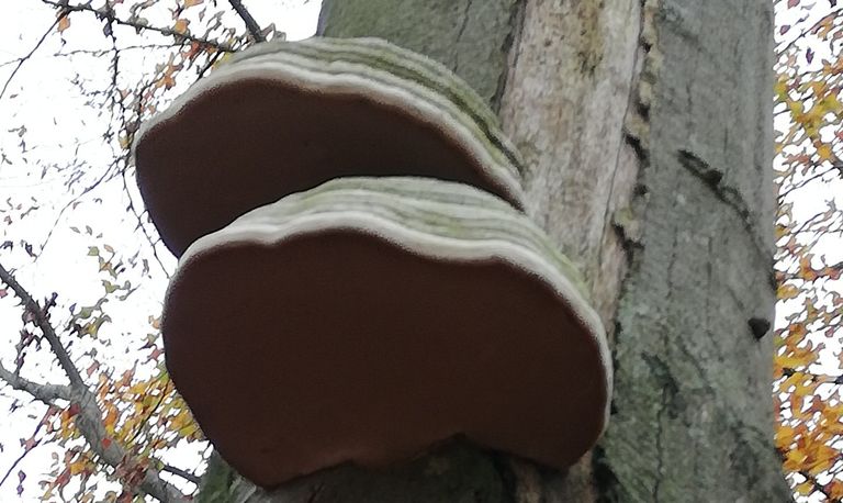 Gewone tonderzwammen op een dode beuk (foto: Gerry Dortmans).