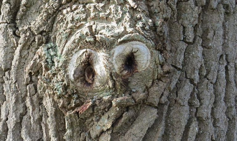 Het is net een uil in een boom, door fotograaf Hans Verver