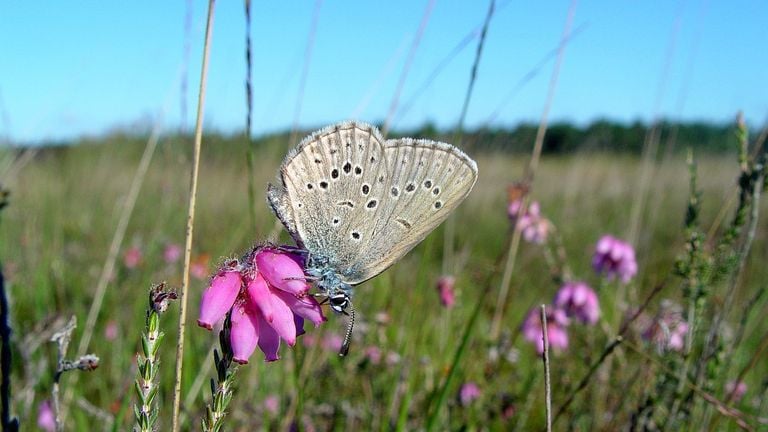 Het gentiaanblauwtje heeft het moeilijk (Foto: Vlinderstichting/Henk Bosma)