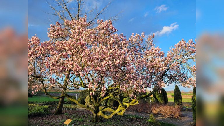 In de kloostertuin in Sint Agatha staat deze boom: niet bijzonder hoog, maar wel heel breed (foto: Suzanne Jansen).