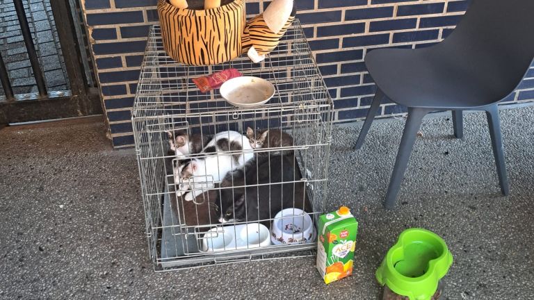 Deze katjes werden in Tilburg gedumpt (foto: Dierenambulance Brabant Noord-Oost/Facebook).