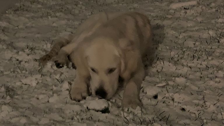 De hond van Andrej is onder de indruk van alle sneeuw (foto: Andrej Mioc).