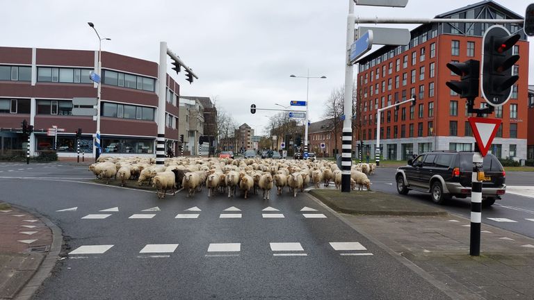 De kudde steekt de Traverse over in Helmond (foto: Willem de Kort).