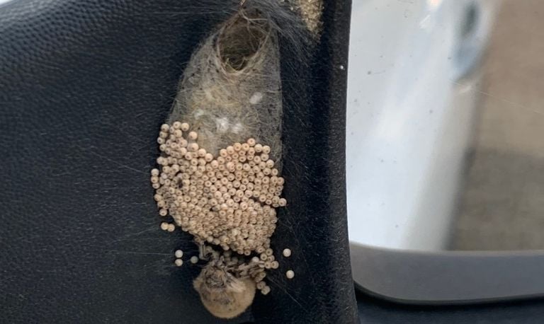 Een vleugelloos vrouwtje van de witvlakvlinder dat eitjes legt (foto: Francy Voets).
