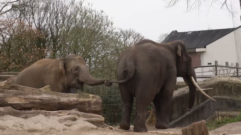 Sibu wordt afgetast door het jonge vrouwtje.