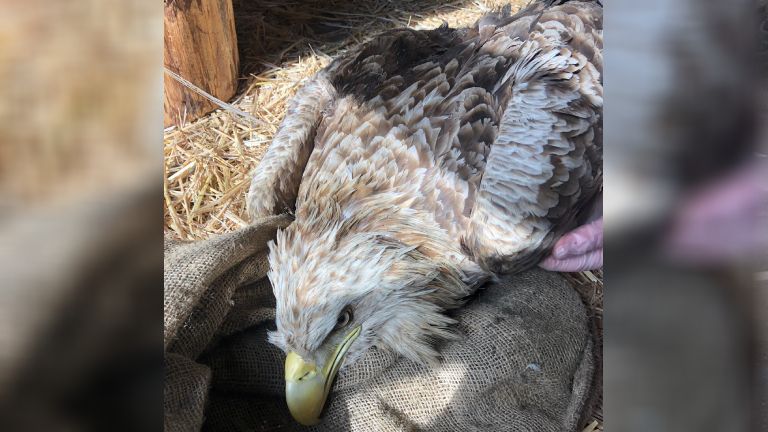 De zwaargewonde zeearend is naar de vogelopvang in Zundert gebracht (foto: Erik de Jonge).