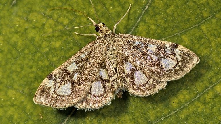 Een gewone coronamot (foto: Saxifraga/Zoran Bozovic).