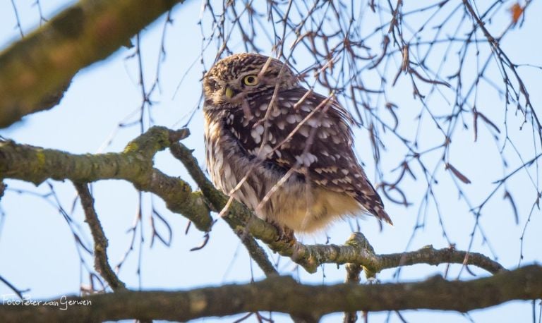 De steenuil is de kleinste uil in ons land (foto Peter van Gerwen).