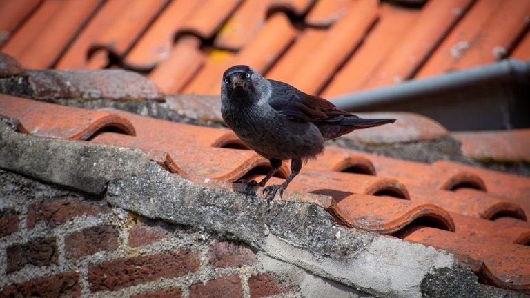 Kauwen zijn in februari al begonnen met de nestbouw in schoorstenen (foto: Freddy via Pixabay).