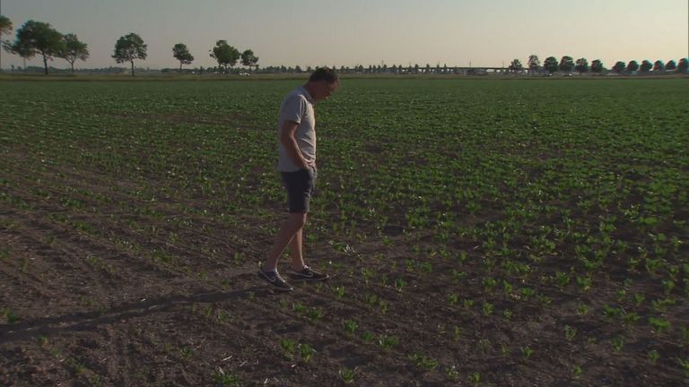 De suikerbietplanten hadden al veel groter moeten zijn.